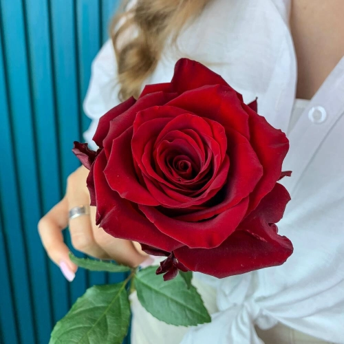 Комплимент из красной эквадорской розы – минимализм роскоши Чаплыгин Липецкая область