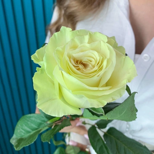 Комплимент из белой эквадорской розы – элегантность в каждом лепестке Чаплыгин Липецкая область