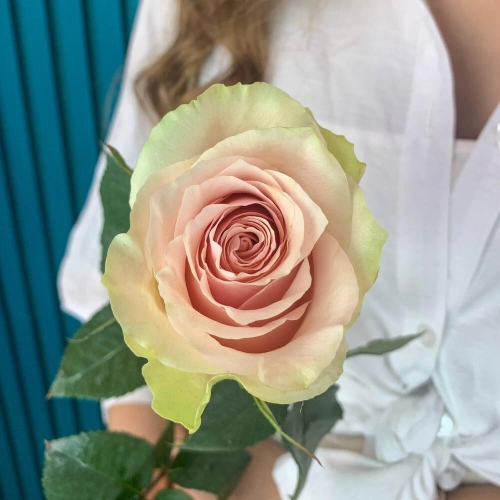 Комплимент из розовой эквадорской розы – минимализм роскоши Чаплыгин Липецкая область