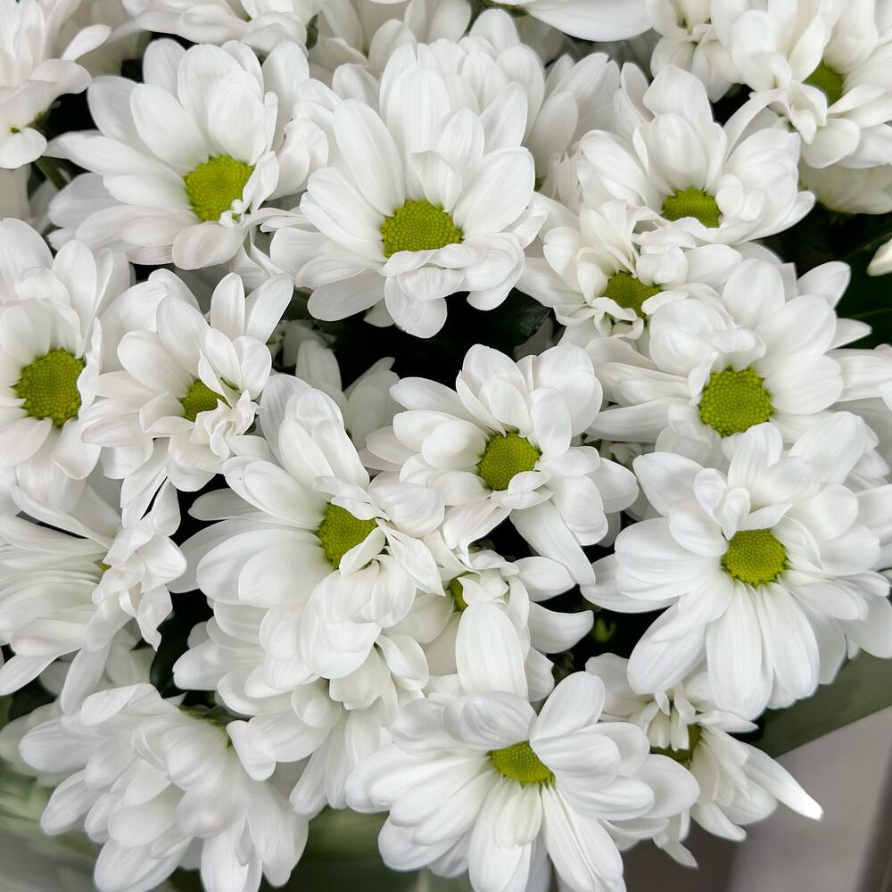 Букет «Мечты о лете» – свежесть белых хризантем Чаплыгин Липецкая область