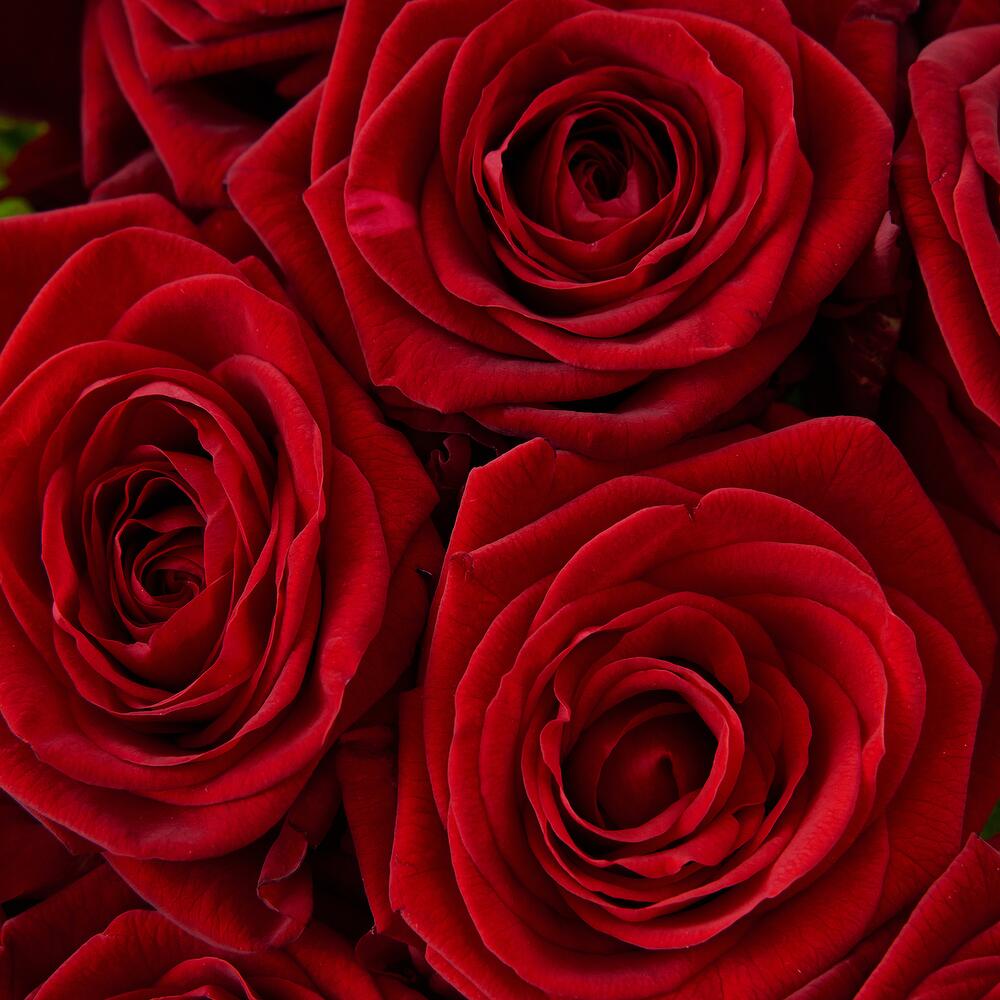 Роскошный букет из 21 красной розы – воплощение искренних чувств Чаплыгин Липецкая область