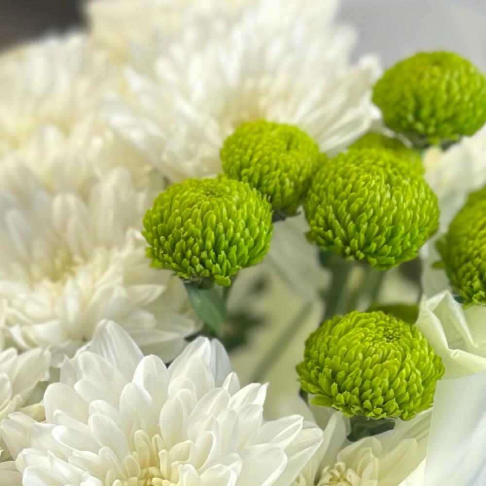 Эксклюзивный букет «Филин Грин» – сочетание белых и зеленых хризантем Чаплыгин Липецкая область