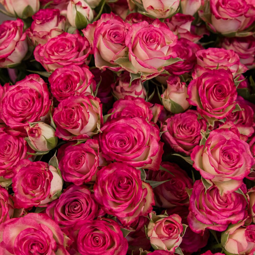 Букет «Розовый бум» – пышные кустовые розы в нежно-розовых тонах Чаплыгин Липецкая область