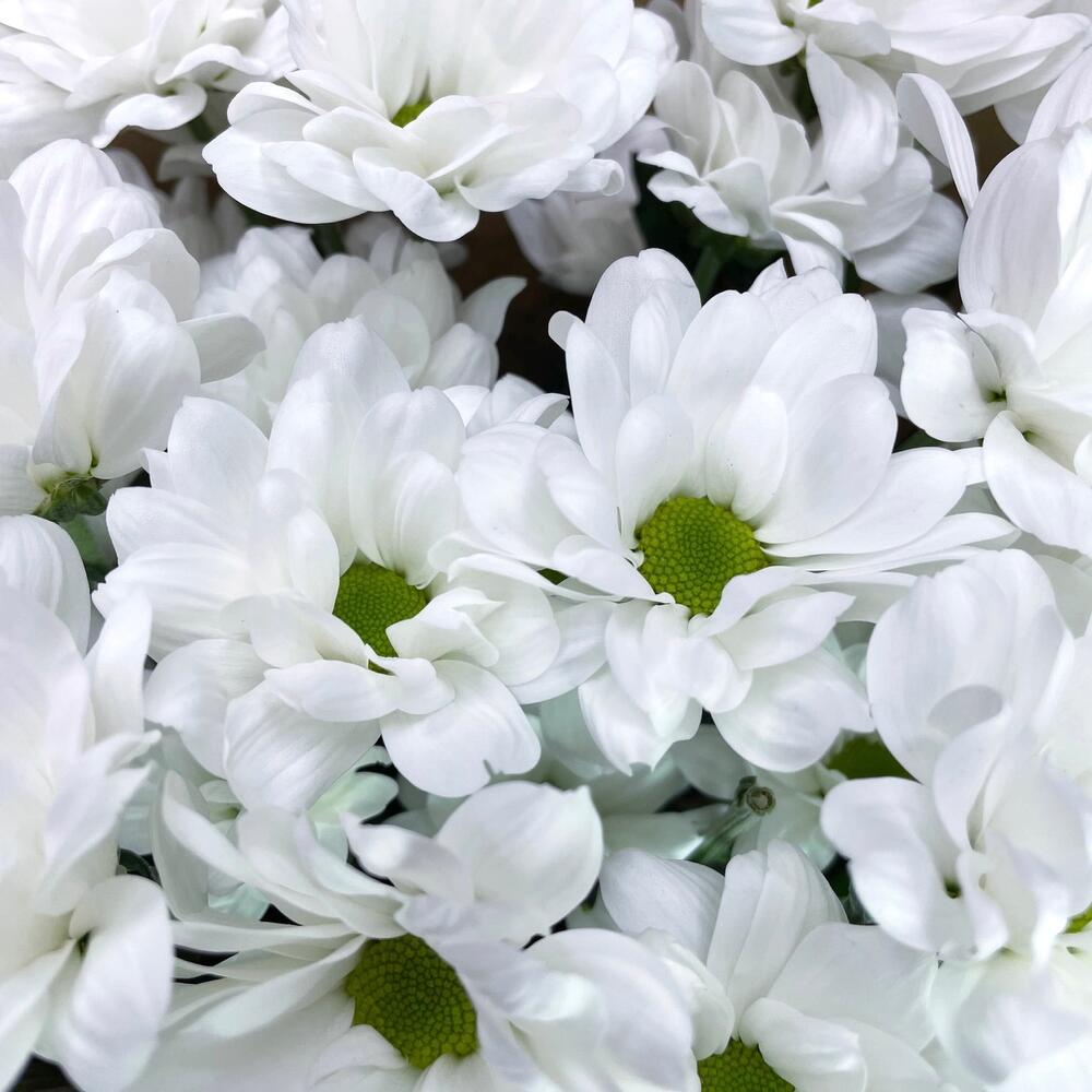 Букет из 5 белых хризантем в крафте – лаконичная элегантность Чаплыгин Липецкая область