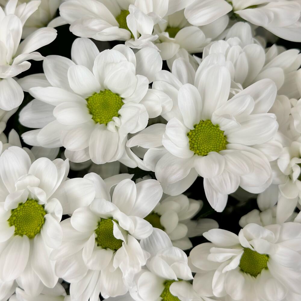 Букет «Мечты о лете» – свежесть белых хризантем Чаплыгин Липецкая область