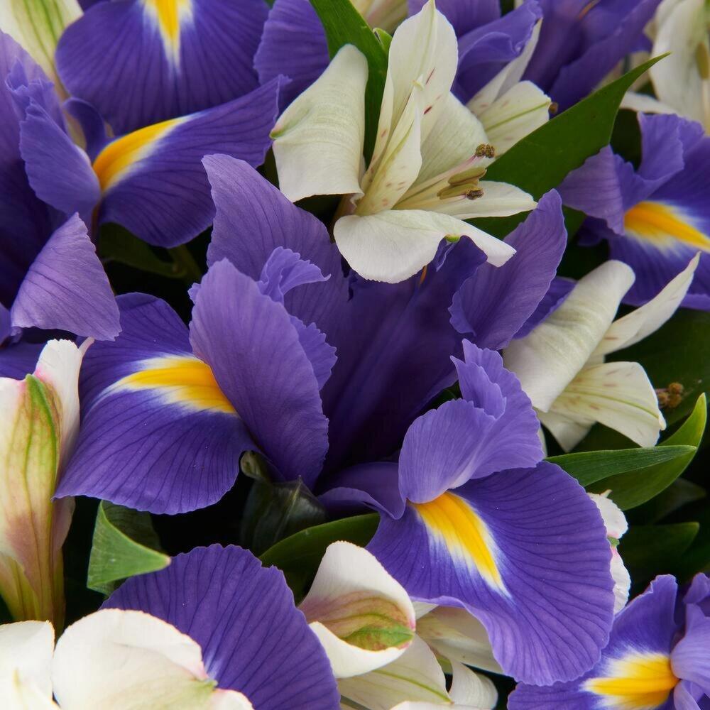 Букет «Вечернее дыхание»  – загадочная гармония синих ирисов и белых альстромерий Чаплыгин Липецкая область