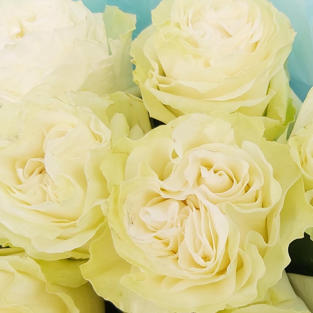 Букет «Кружевное облачко» – 11 белоснежных роз в нежной упаковке Чаплыгин Липецкая область