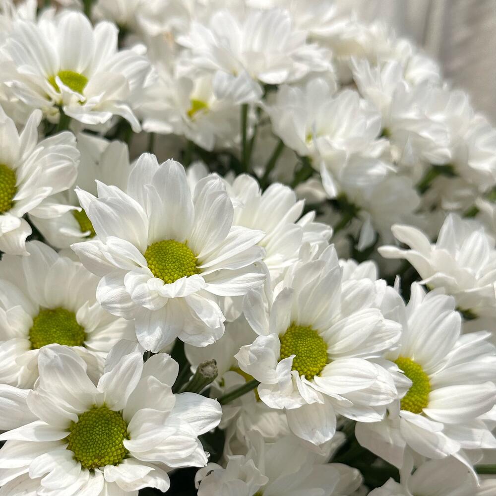 Букет «Летняя свежесть» – дыхание лета в белых хризантемах Чаплыгин Липецкая область