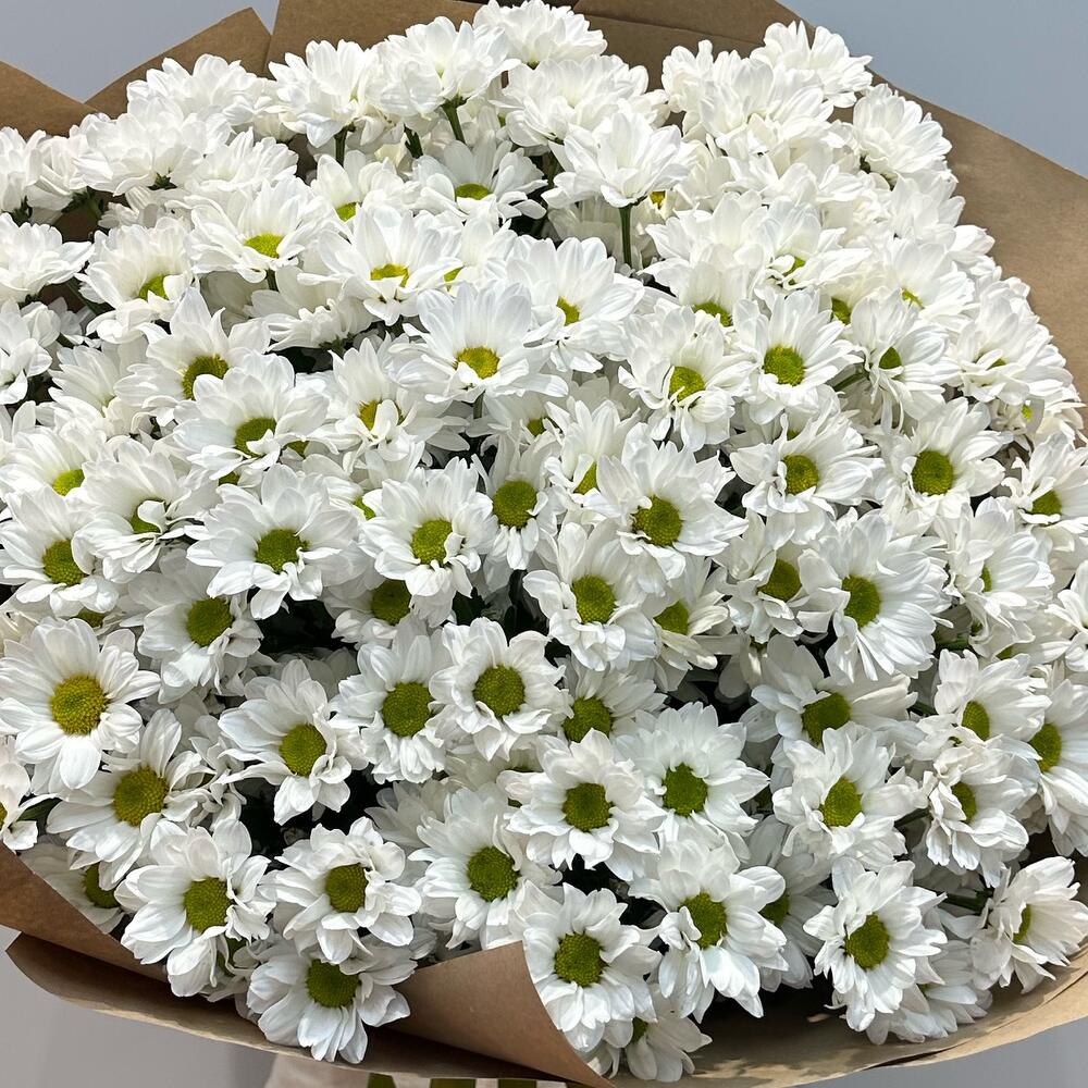 Букет «21 ромашка» – нежные белые кустовые хризантемы в натуральном стиле Чаплыгин Липецкая область