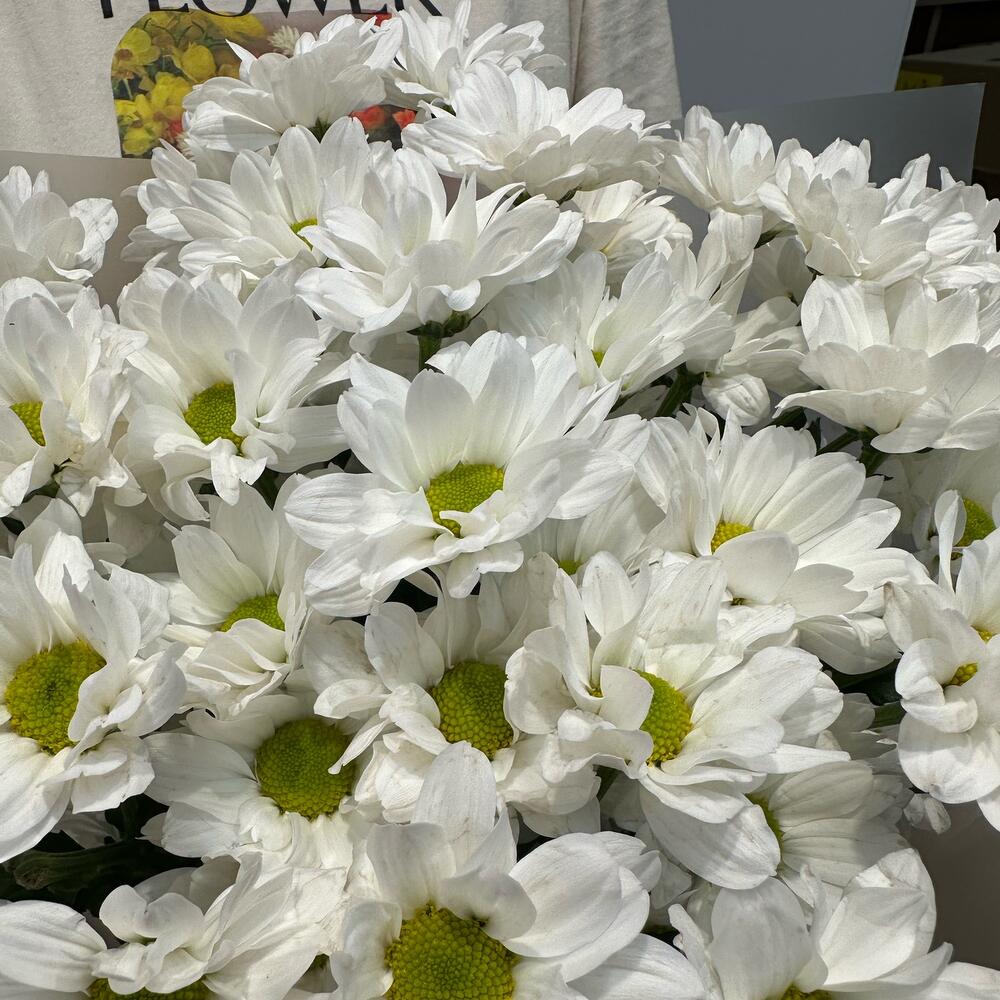 Букет «Летнее настроение» – свежесть белых хризантем Чаплыгин Липецкая область