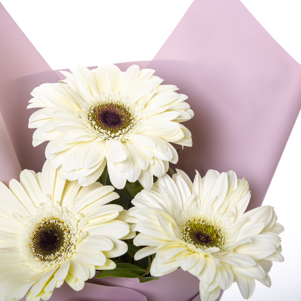 Нежный букет из 3 белых гербер – символ искренности и света Чаплыгин Липецкая область