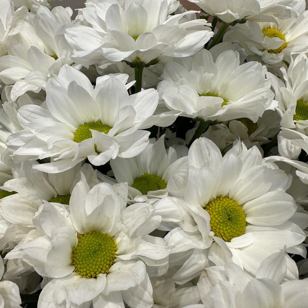 Букет «Летнее настроение» – свежесть белых хризантем Чаплыгин Липецкая область