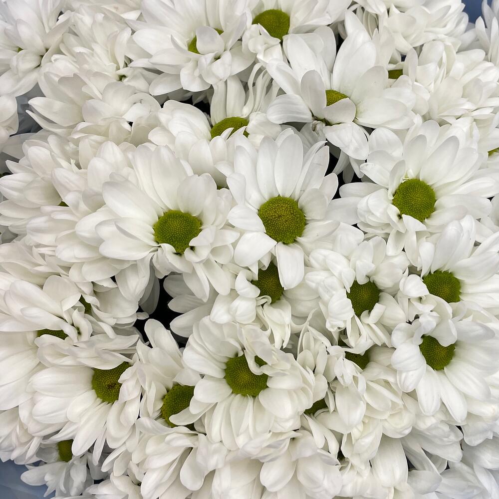 Букет «Ромашковое поле» – свежесть белых хризантем Чаплыгин Липецкая область